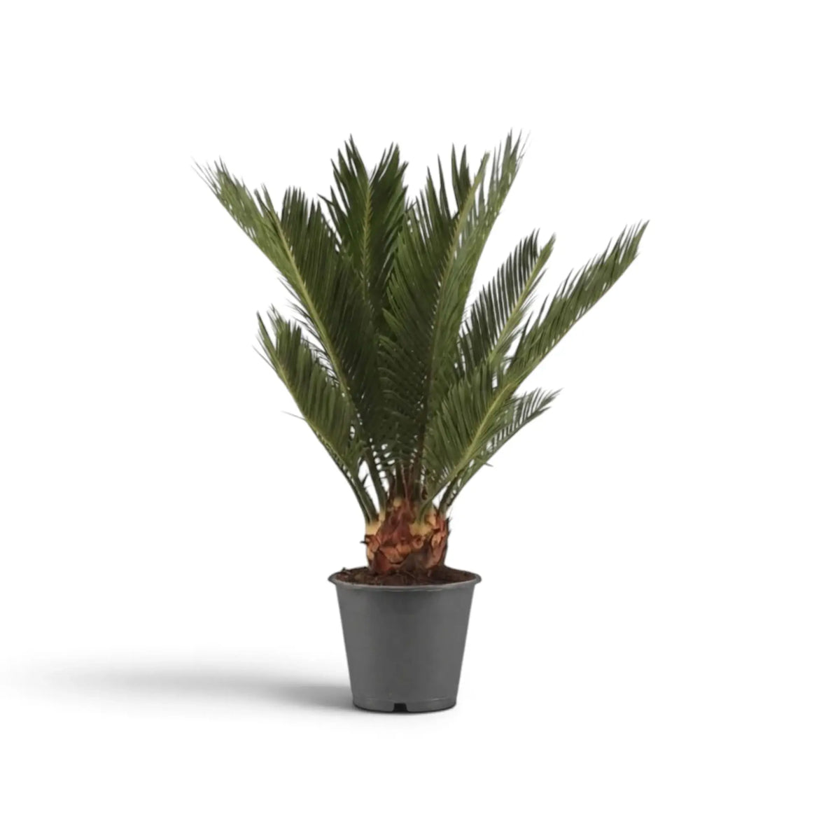 Medium Cycas revoluta with a short brown trunk and narrowly arching green fronds