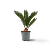 Cycas revoluta in a grey pot with a compact crown of stiff green leaflets