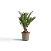 Small Cycas revoluta with upright fronds emerging from a young woody base