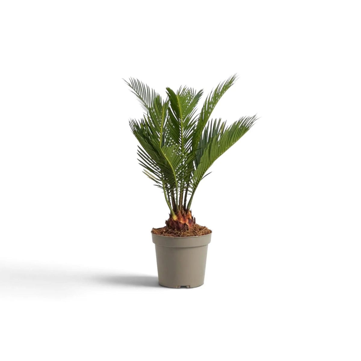Small Cycas revoluta with upright fronds emerging from a young woody base