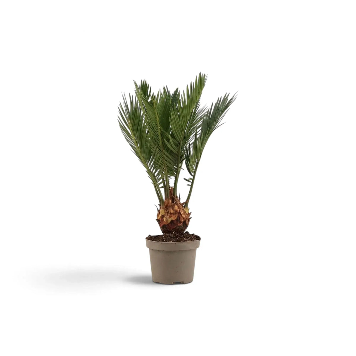 Young Cycas revoluta in a beige pot, showing a short trunk and slender green fronds