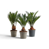 Three small Cycas revoluta sago palms in nursery pots with compact feathery crowns
