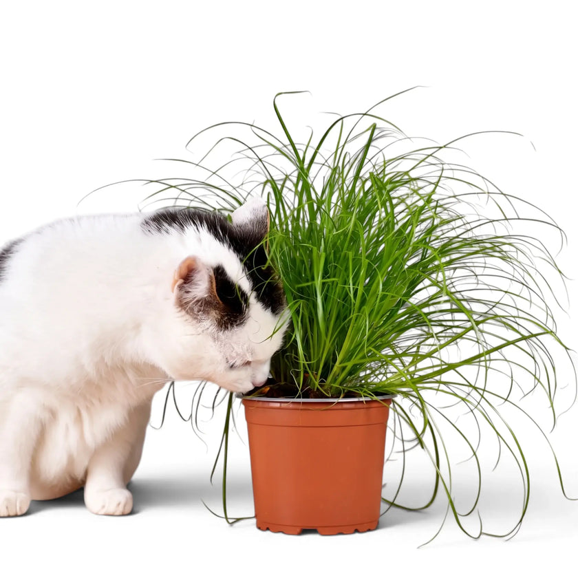 White and black cat sniffing the leaves of potted Cyperus 'Zumula' cat grass