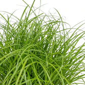 Close-up of thin, arching green Cyperus 'Zumula' cat grass leaves