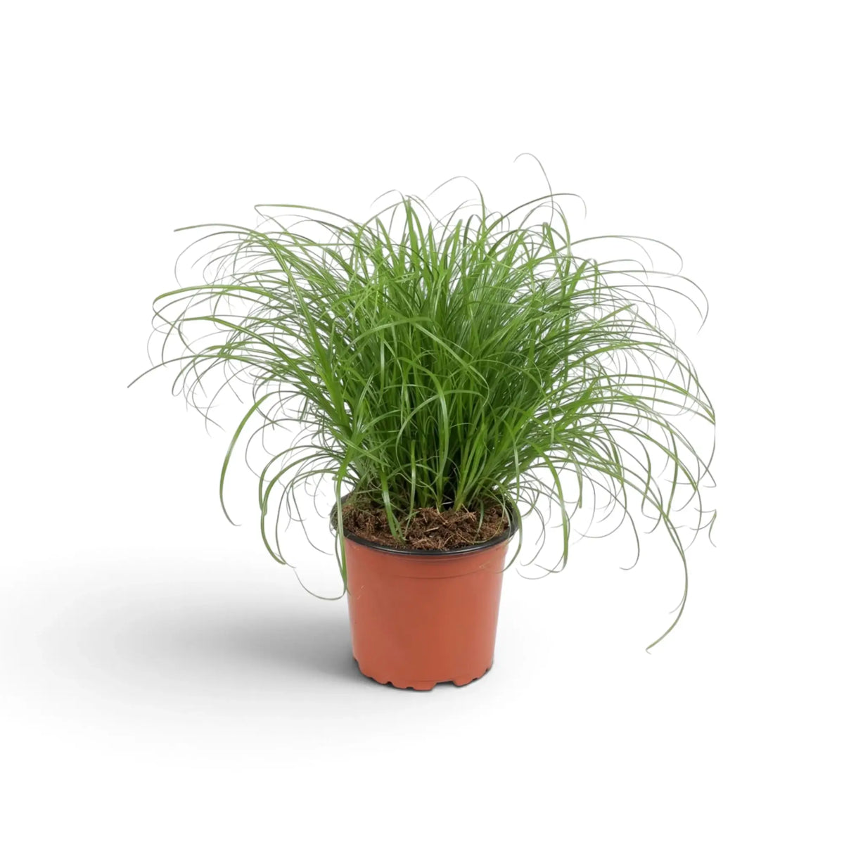 Potted Cyperus 'Zumula' cat grass with long curling leaves and a full upright centre