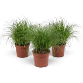 Three full Cyperus 'Zumula' cat grass plants with fine, outward-curving blades
