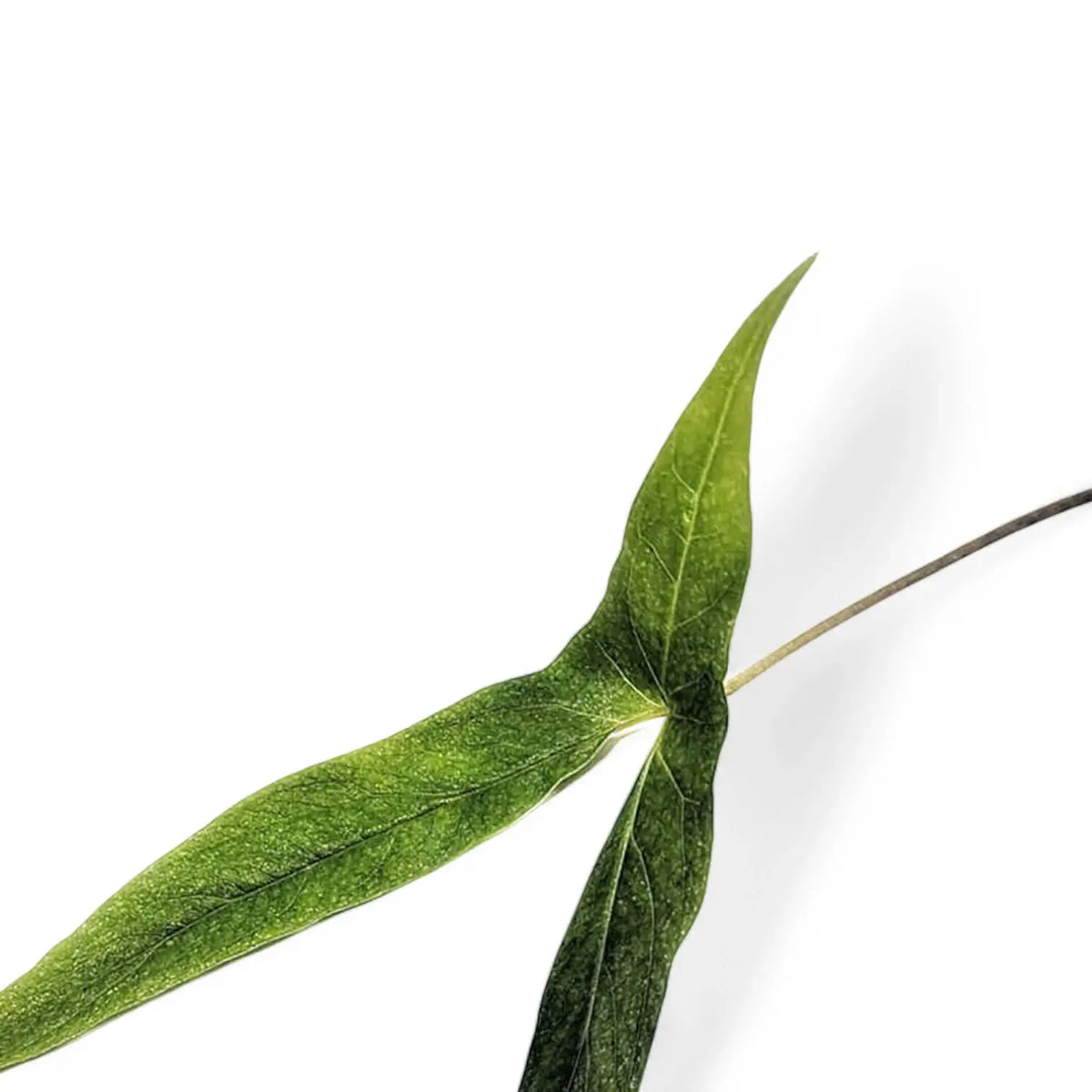 Cyrtosperma beccarianum leaf close-up on white background.