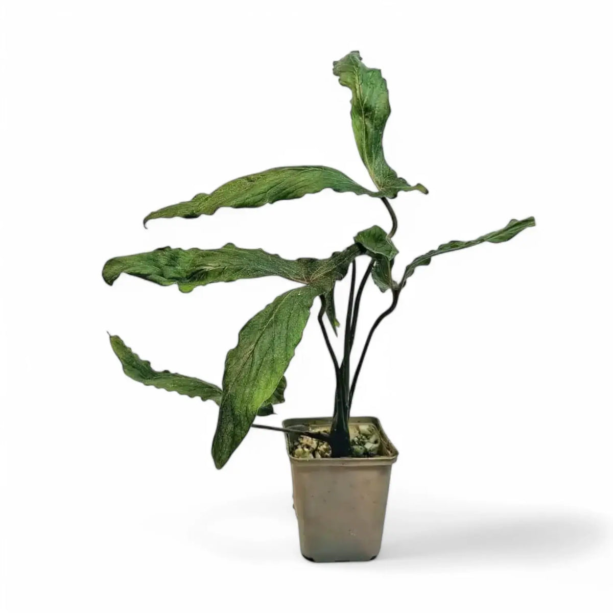 Cyrtosperma beccarianum potted plant in nursery pot on white background.