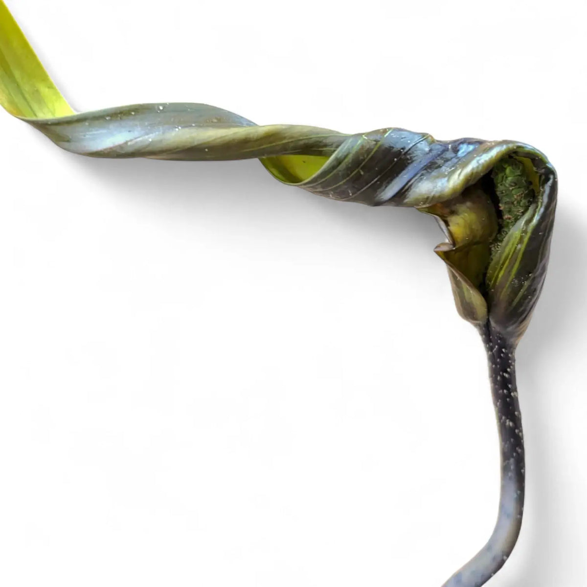 Cyrtosperma hambalii potted plant in nursery pot on white background.