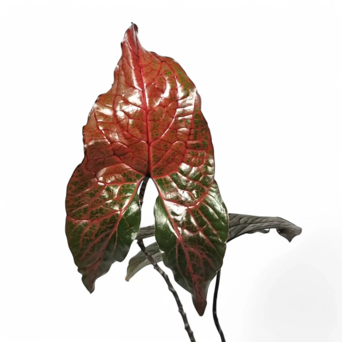 Cyrtosperma johnstonii – Topfpflanze im Kulturtopf vor weißem Hintergrund, Produktfoto 10.