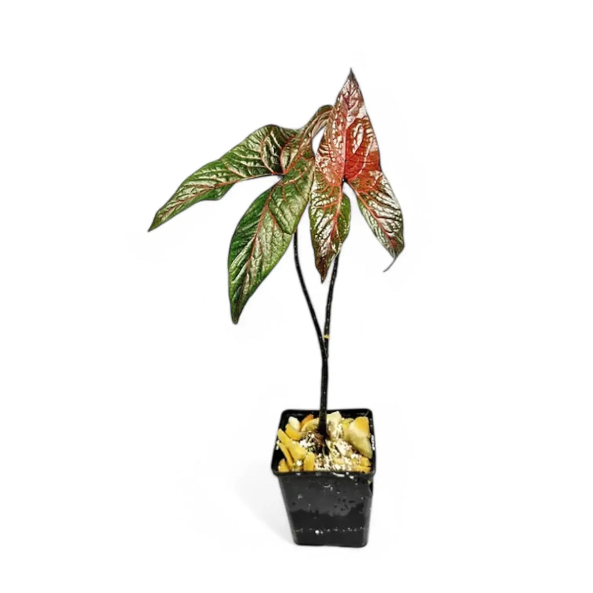 Cyrtosperma johnstonii – Topfpflanze im Kulturtopf vor weißem Hintergrund, Produktfoto 3.