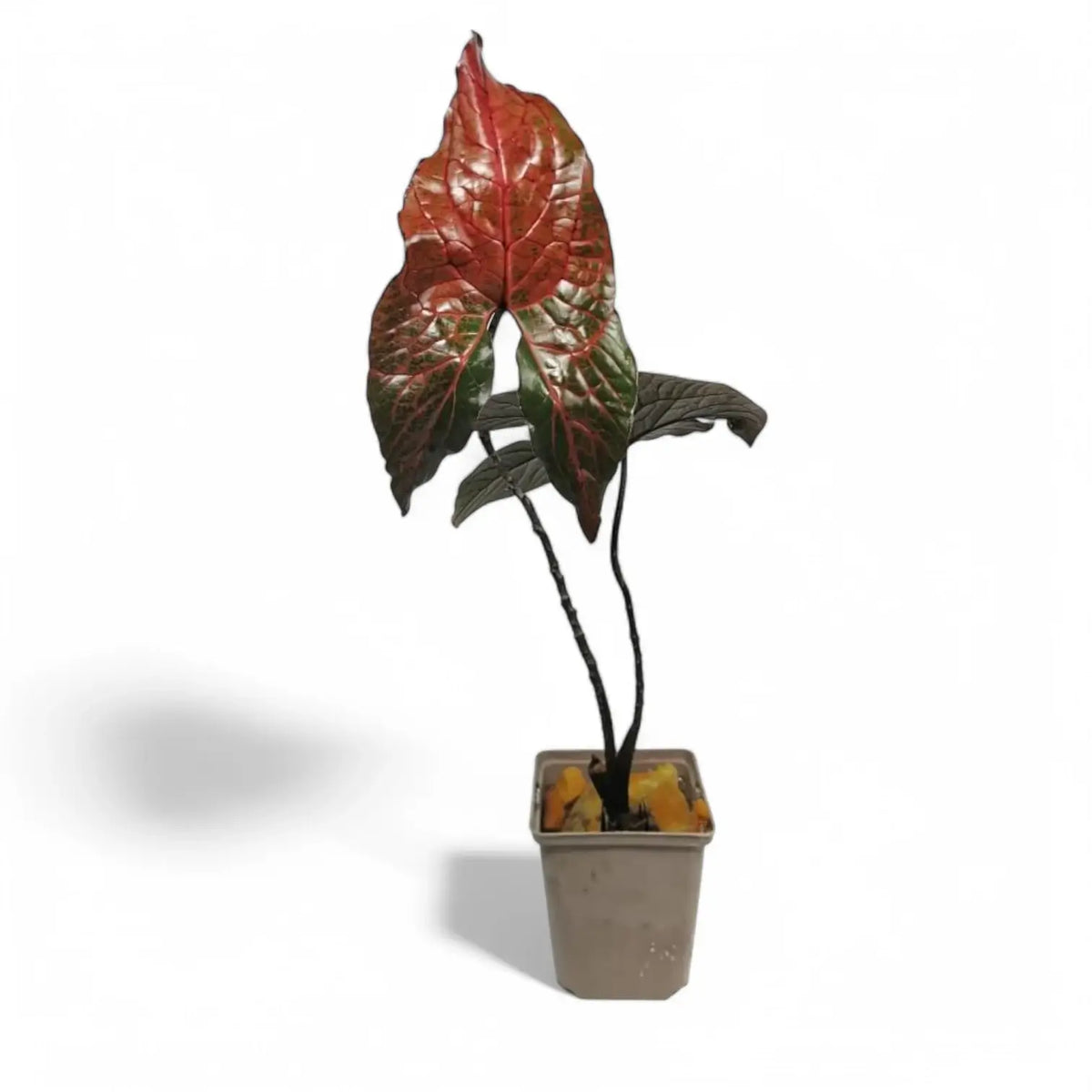 Cyrtosperma johnstonii – Topfpflanze im Kulturtopf vor weißem Hintergrund, Produktfoto 4.