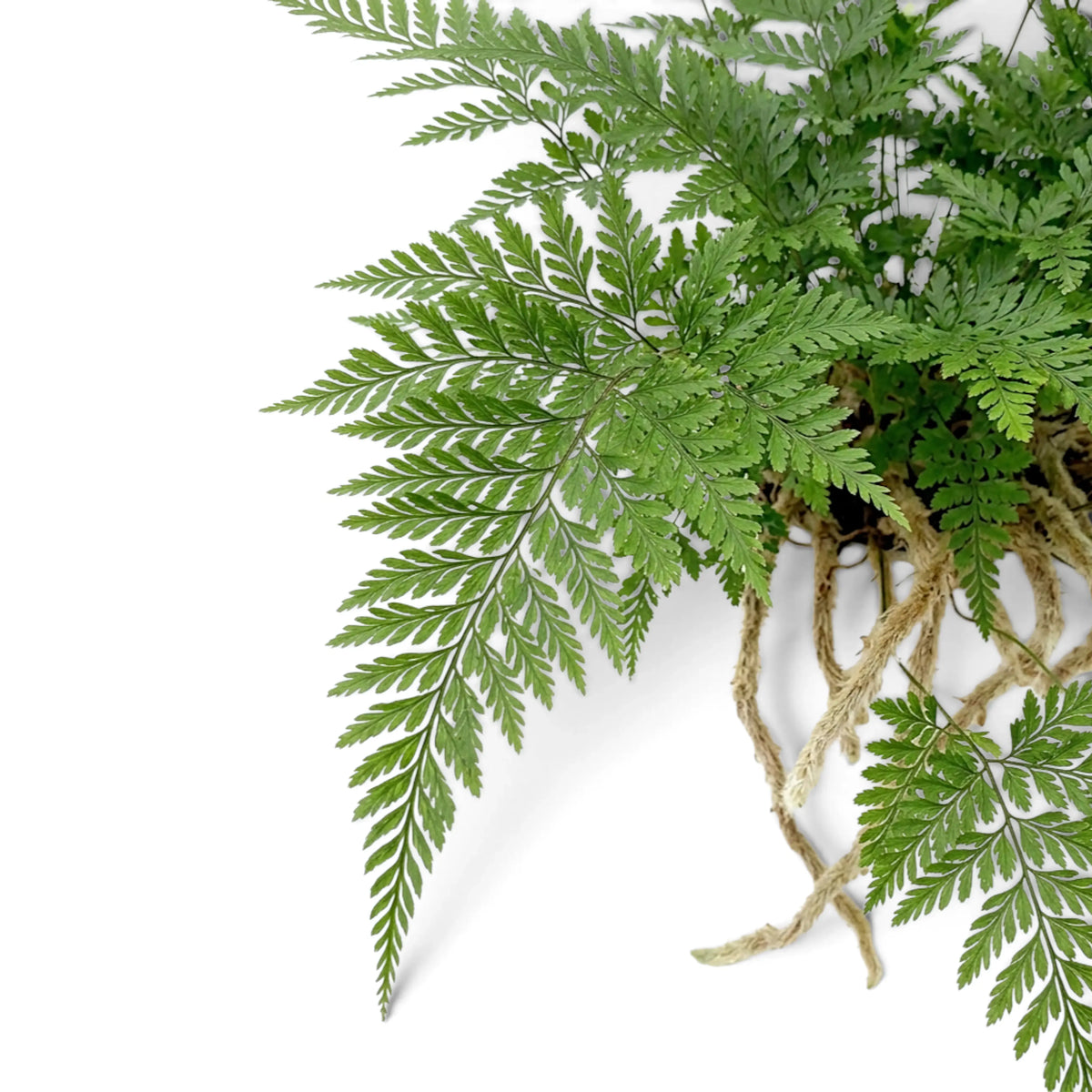 Close-up of Davallia tyermanii fronds and furry rhizomes over the pot rim