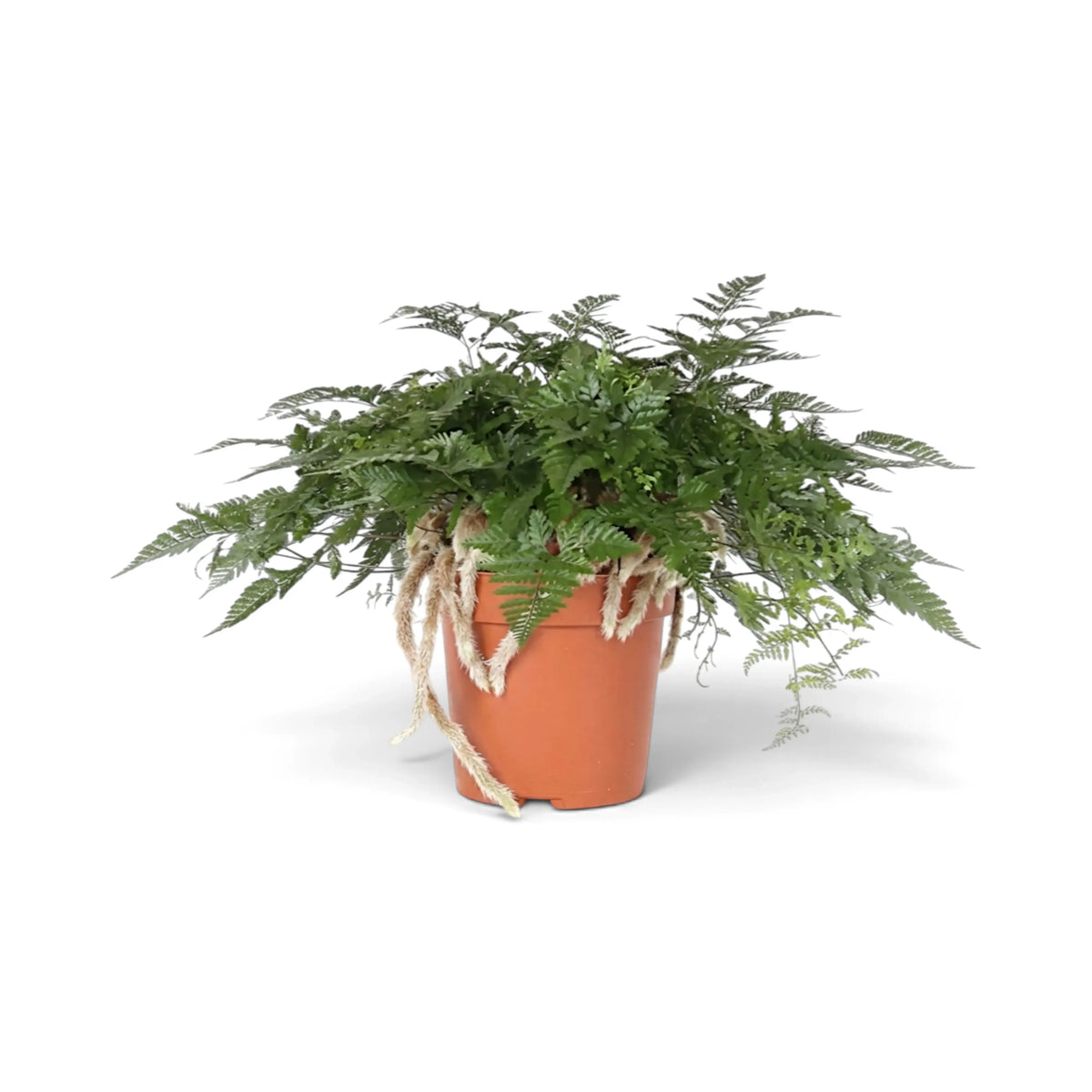 Side view of Davallia tyermanii with rhizomes draping from the pot