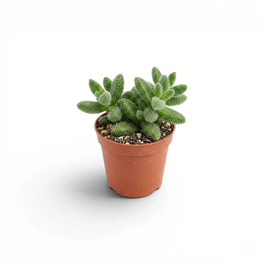 Delosperma echinatum with fuzzy, segmented leaves in a classic terracotta-colored plastic nursery pot, set against a plain white background.