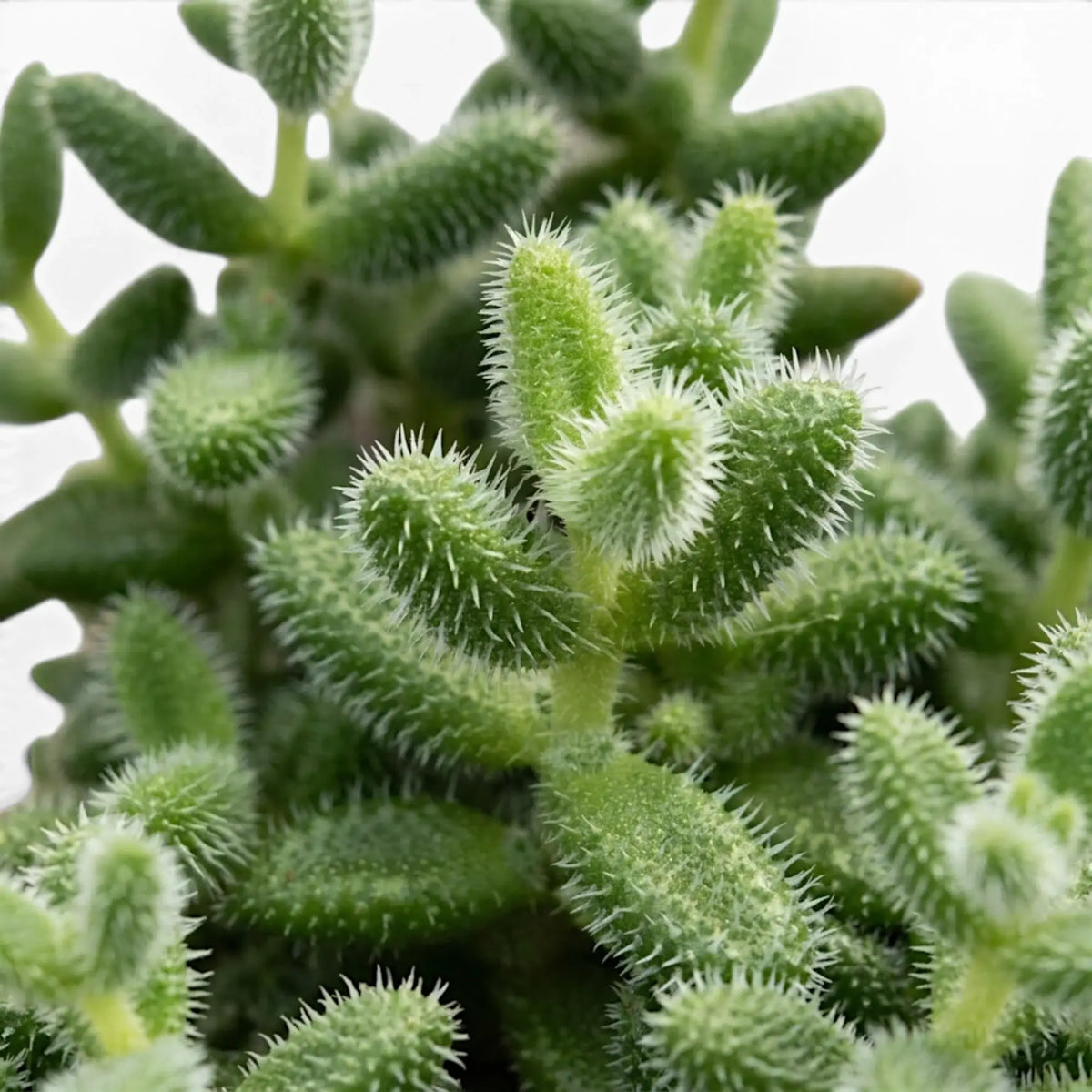 Nahaufnahme von Delosperma echinatum mit grünen, fingerförmigen, borstig wirkenden Blättern vor hellem Hintergrund.