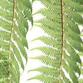 Dicksonia antarctica leaf close-up on white background.