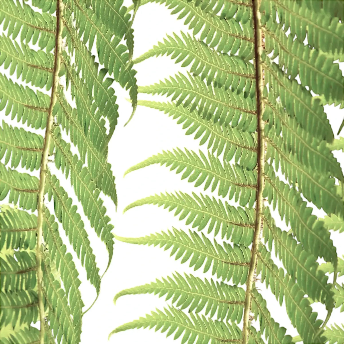 Dicksonia antarctica leaf close-up on white background.