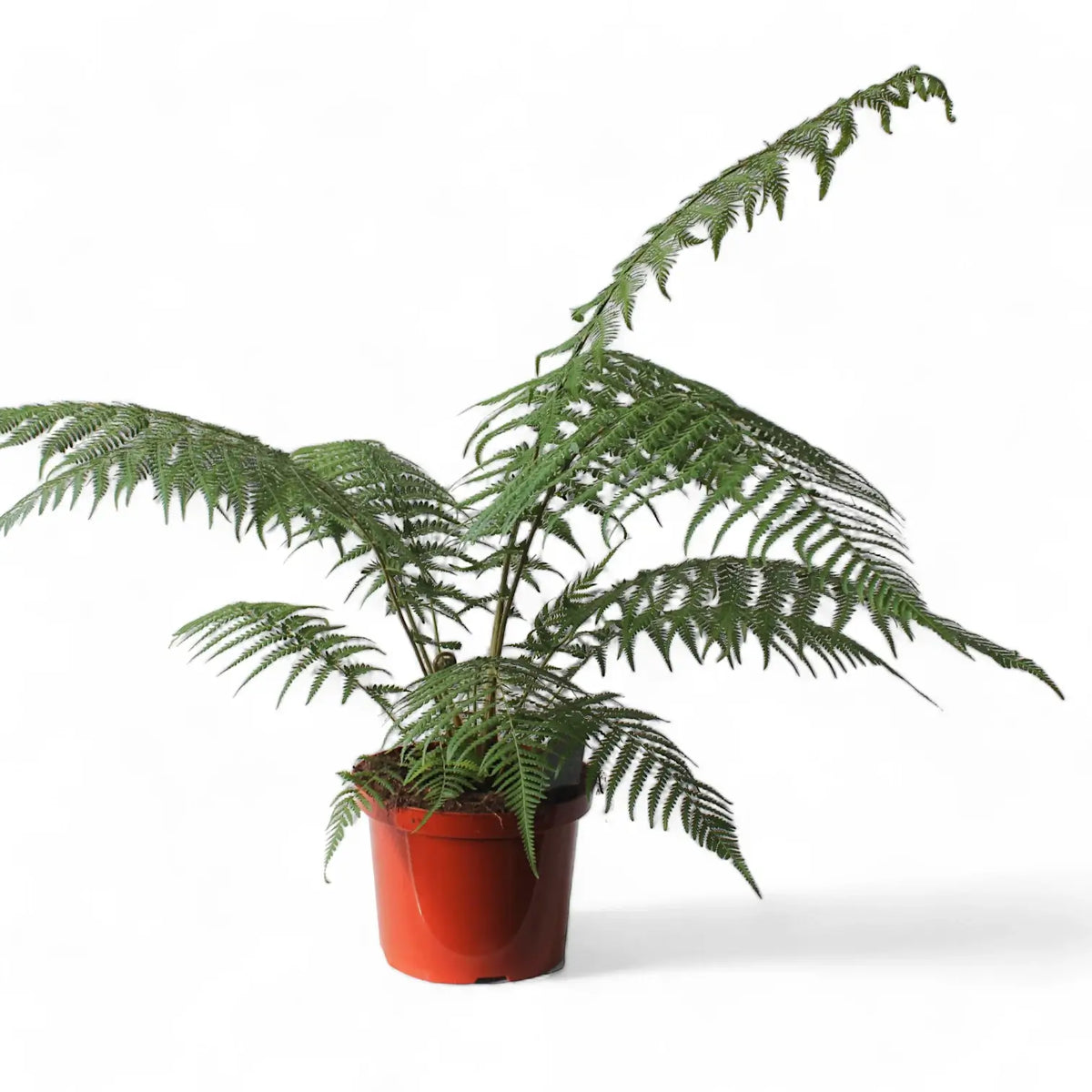 Dicksonia antarctica potted plant in nursery pot on white background.