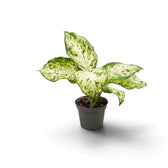 Young Dieffenbachia 'Amy' in a dark pot with creamy leaves heavily flecked green