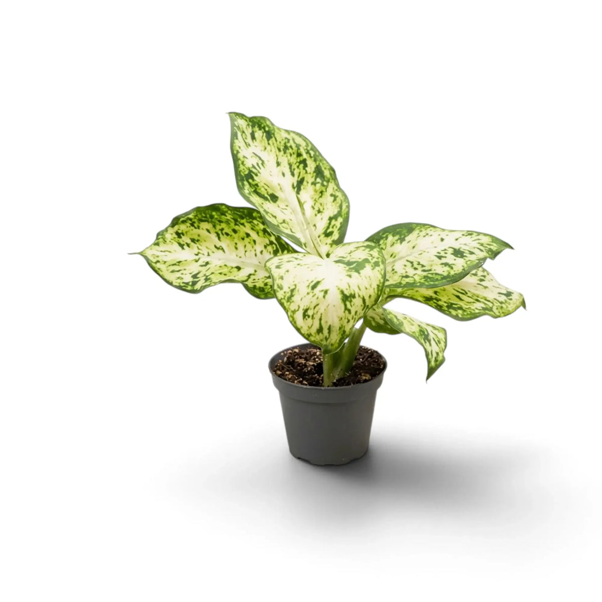 Young Dieffenbachia 'Amy' in a dark pot with creamy leaves heavily flecked green