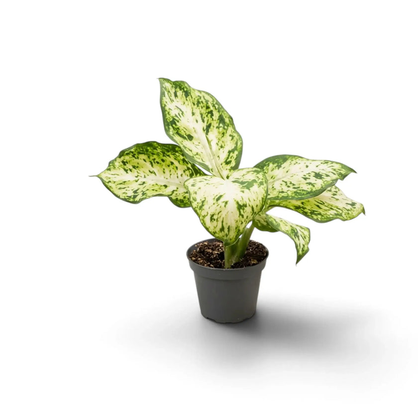 Young Dieffenbachia 'Amy' in a dark pot with creamy leaves heavily flecked green