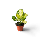 Small Dieffenbachia 'Amy' in a brown pot with upright cream leaves and green speckling