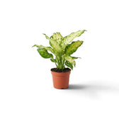 Young Dieffenbachia 'Amy' with several upright cream-and-green leaves in a brown pot