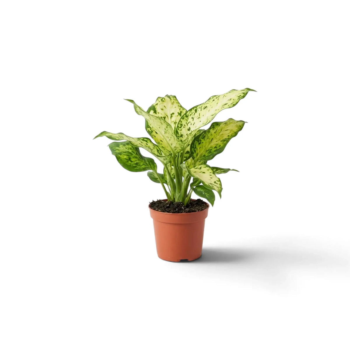 Young Dieffenbachia 'Amy' with several upright cream-and-green leaves in a brown pot