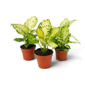 Three young Dieffenbachia 'Amy' plants in brown pots with cream leaves and green flecks