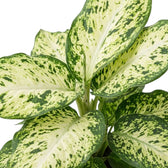 Cluster of Dieffenbachia 'Amy' leaves with creamy white centres and green speckled margins