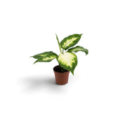 Baby Dieffenbachia 'Camilla' with broad oval leaves patterned cream and shades of green