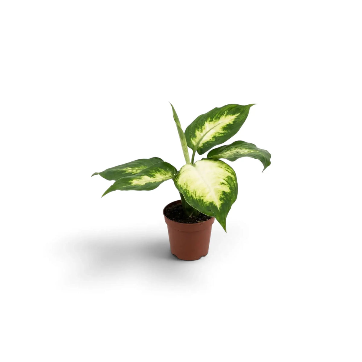 Baby Dieffenbachia 'Camilla' with broad oval leaves patterned cream and shades of green