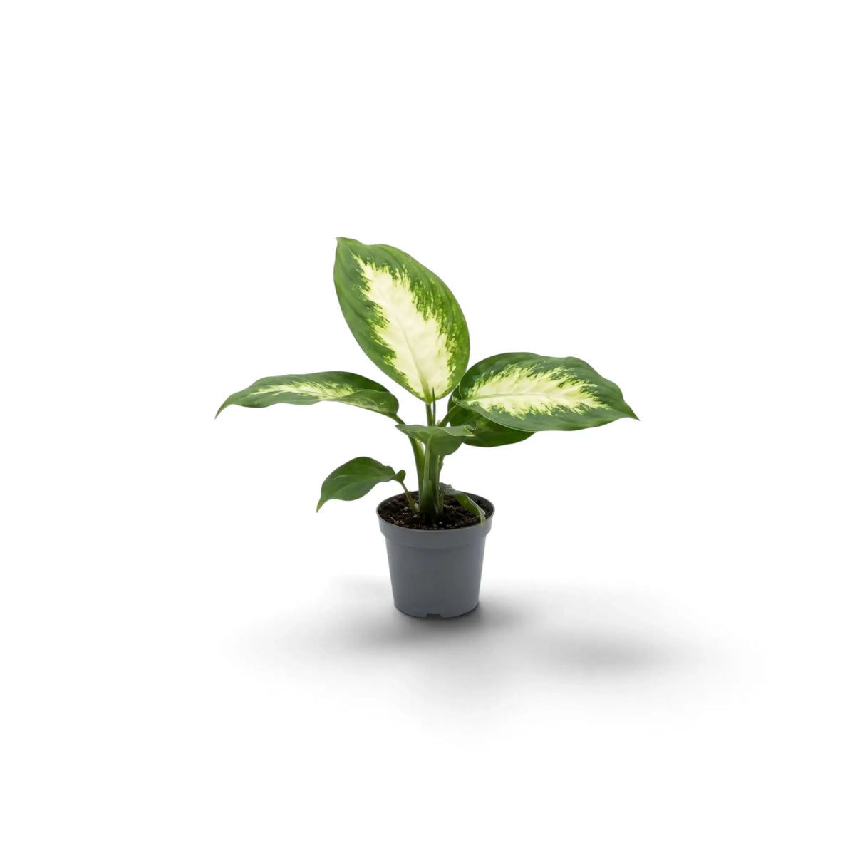 Compact Dieffenbachia 'Camilla' baby plant showing pale leaf centres and dark green margins
