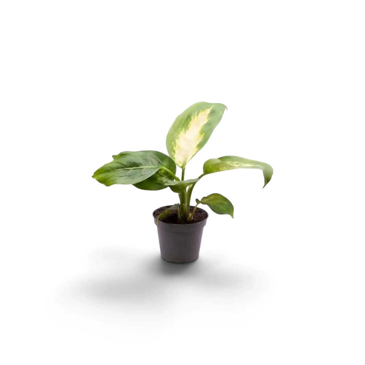 Small Dieffenbachia 'Camilla' with densely clustered cream-and-green foliage in a nursery pot