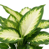 Close-up of Dieffenbachia 'Camilla' leaves with creamy centres and dark green margins