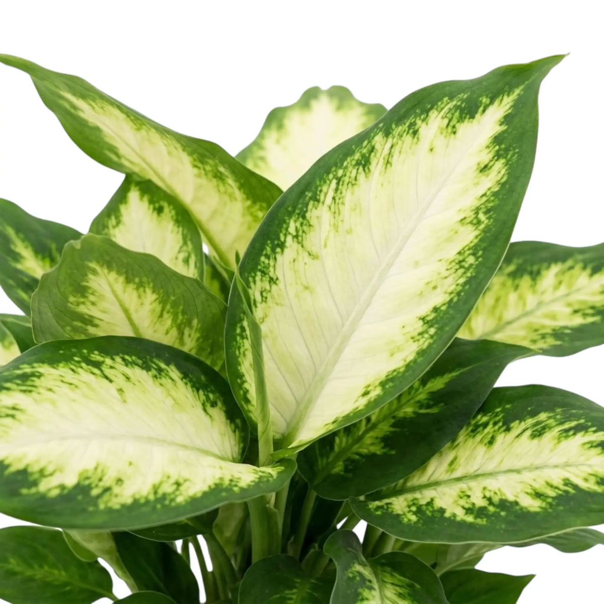 Close-up of Dieffenbachia 'Camilla' leaves with creamy centres and dark green margins