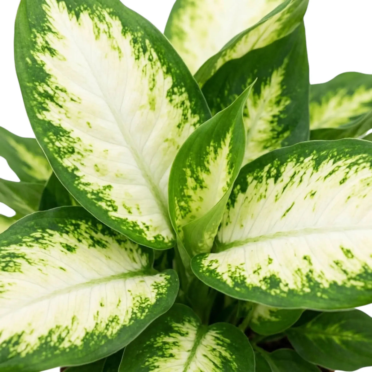 Dieffenbachia 'Camilla' foliage detail showing pale centres blending into green margins