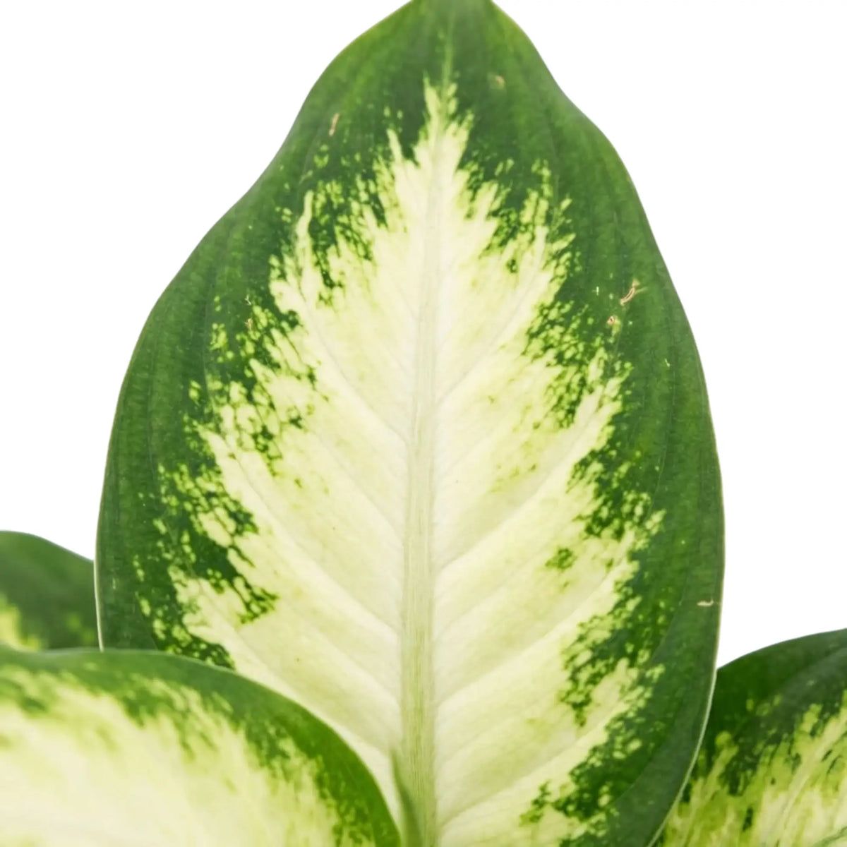Close-up of broad Dieffenbachia 'Camilla' leaves patterned cream and deep green