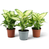 Dieffenbachia 'Camilla' with a dense crown of cream-centred oval leaves in a nursery pot
