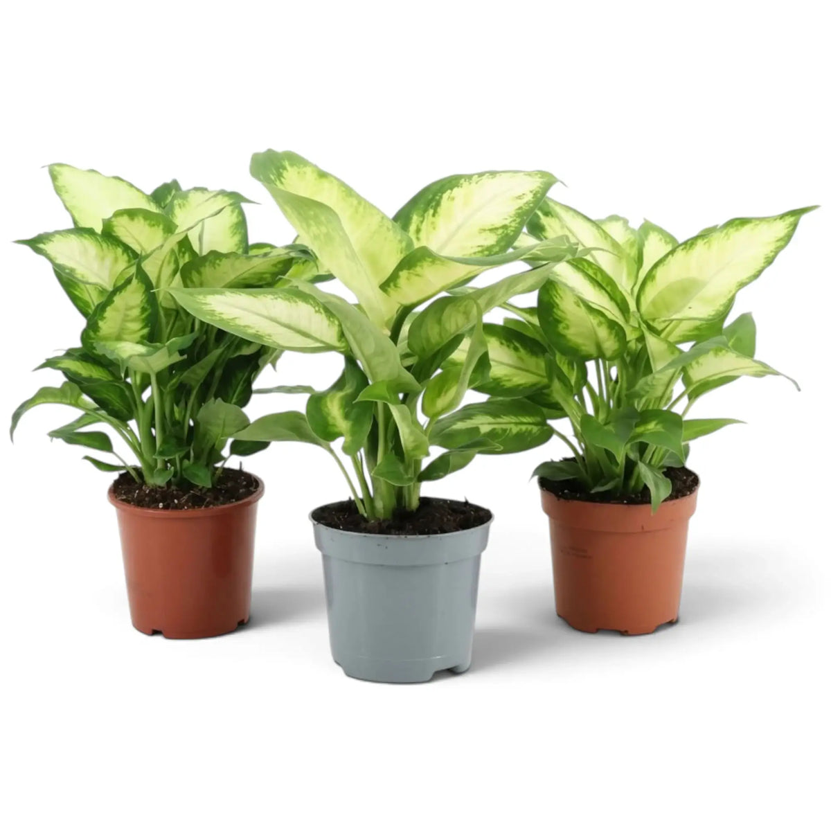 Dieffenbachia 'Camilla' with a dense crown of cream-centred oval leaves in a nursery pot