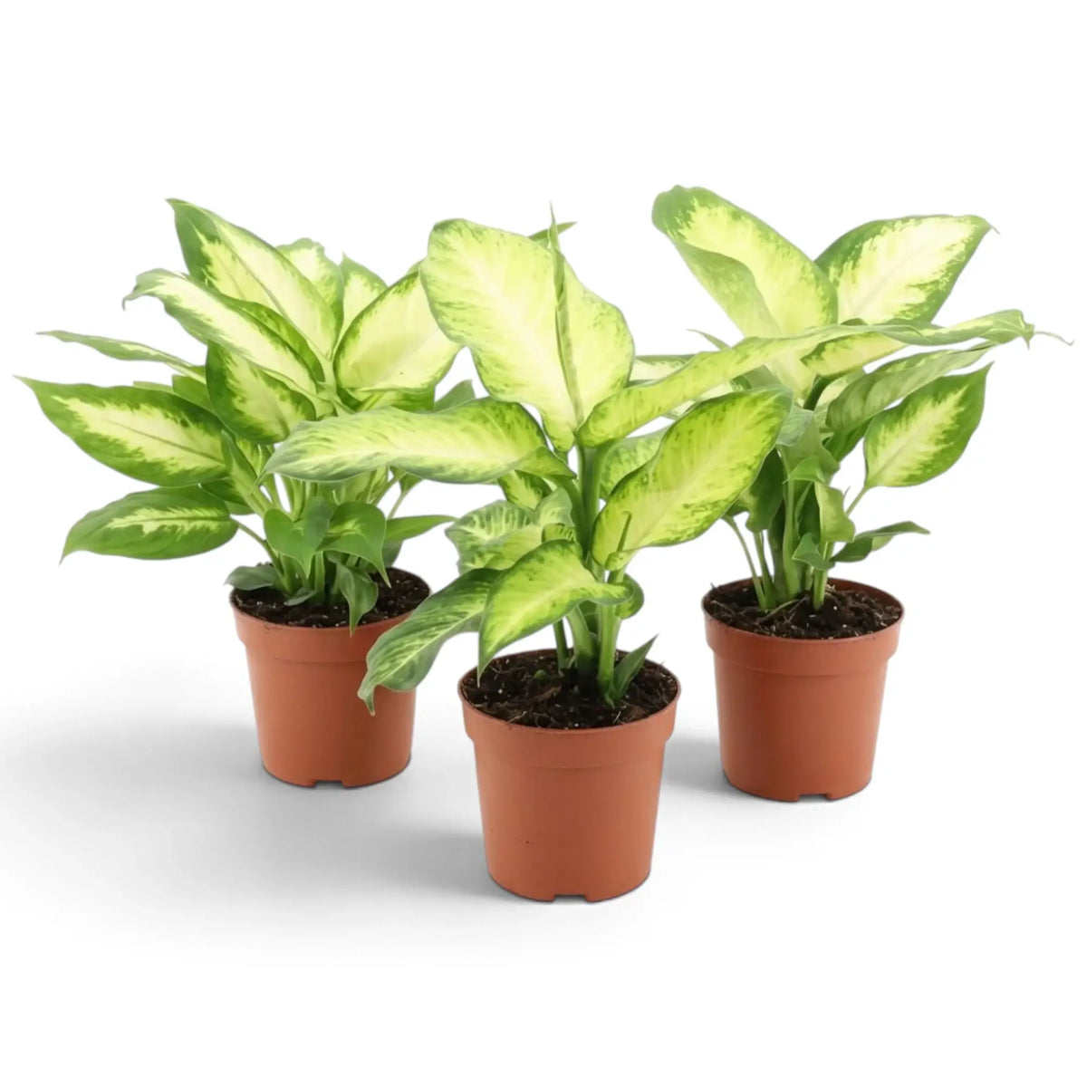 Potted Dieffenbachia 'Camilla' showing broad cream-and-green leaves held in a compact clump