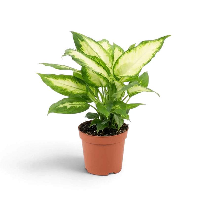 Dieffenbachia 'Camilla' plant with pale leaf centres fading into green margins