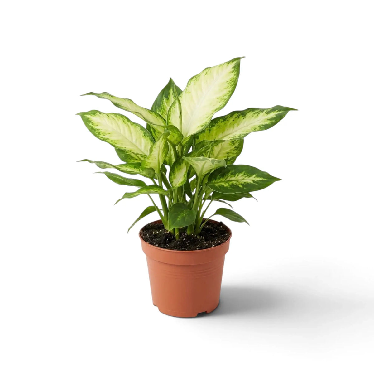 Dieffenbachia 'Camilla' with broad oval foliage marked by creamy centres and dark green edges