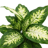 Dieffenbachia 'Compacta' foliage with pale cream centres framed by irregular dark green margins