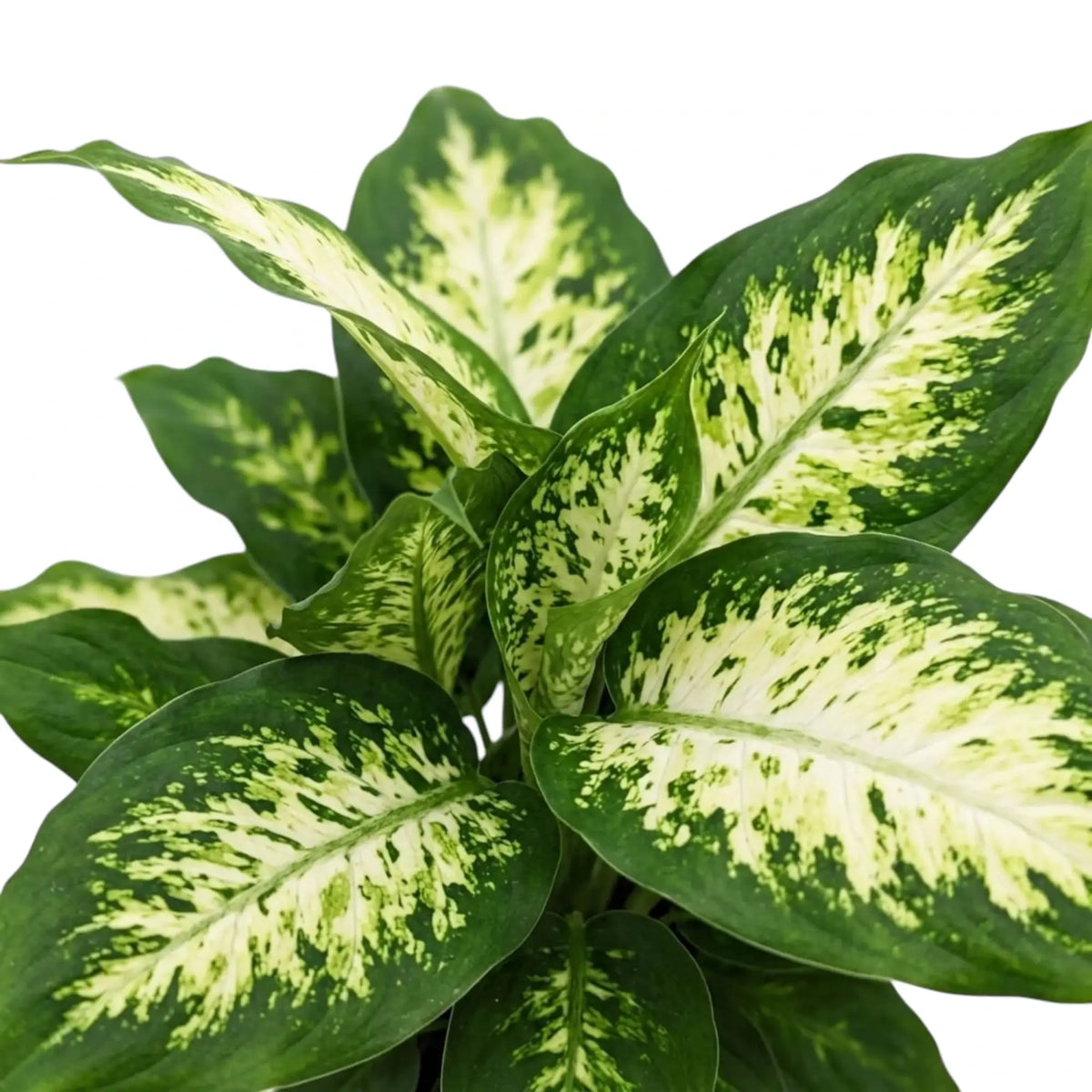 Dieffenbachia 'Compacta' foliage with pale cream centres framed by irregular dark green margins
