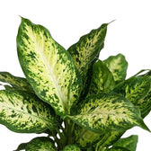 Close-up of Dieffenbachia 'Compacta' leaves with cream marbling and dark green speckles