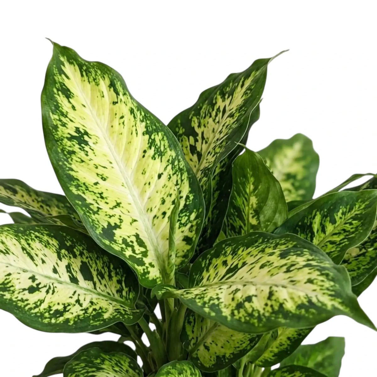 Close-up of Dieffenbachia 'Compacta' leaves with cream marbling and dark green speckles