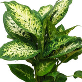 Dense Dieffenbachia 'Compacta' foliage with broad leaves mottled cream and green
