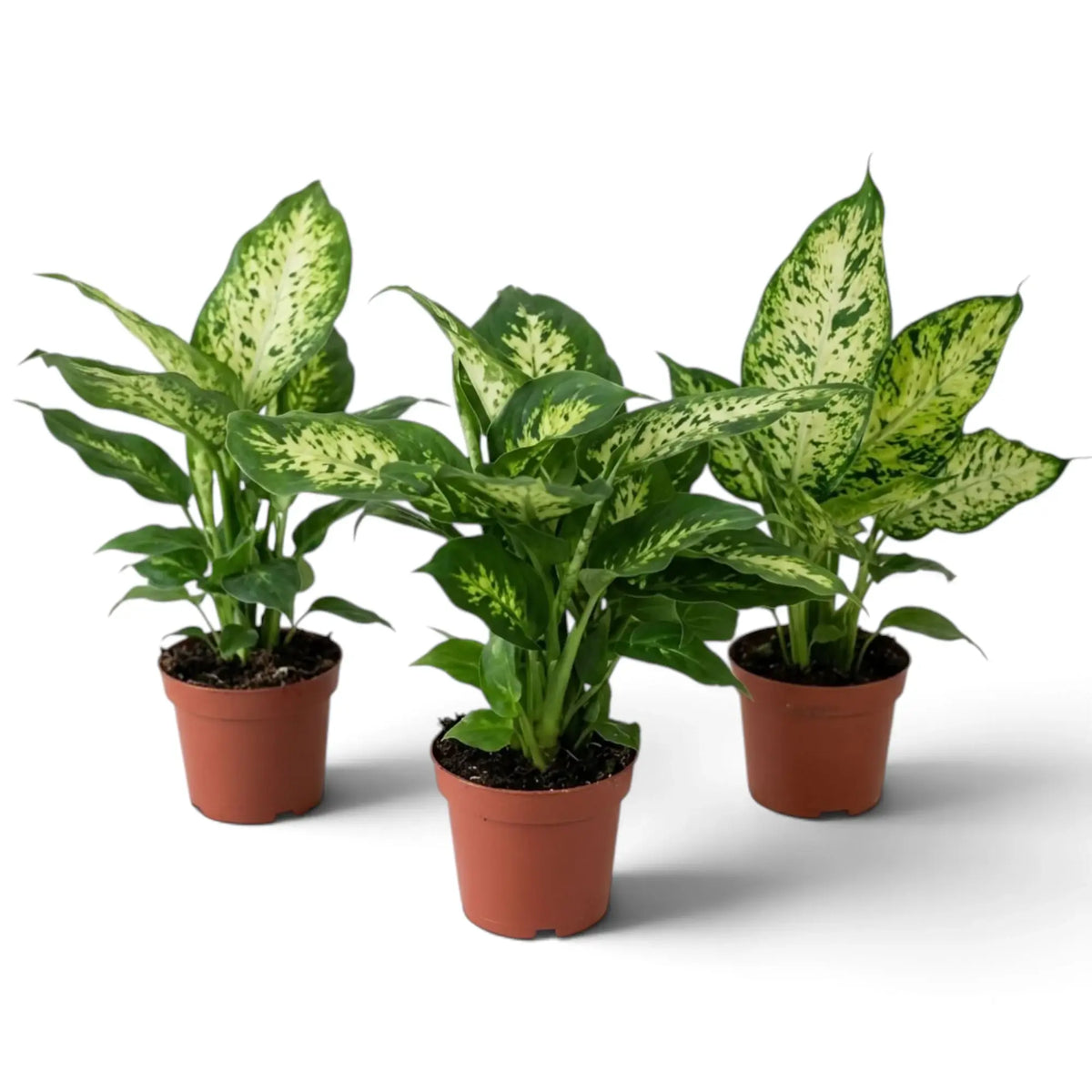 Three potted Dieffenbachia 'Compacta' plants with upright cream-and-green speckled foliage